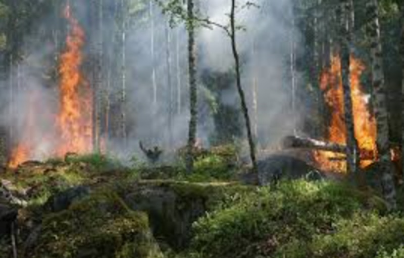 Ilustrasi titik panas di hutan (Foto/Pixabay)