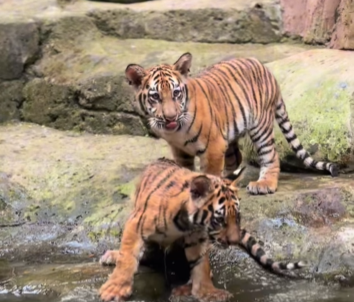 Satwa di Bandung Zoo. (BeritaNasional/IG Bandung Zoo)