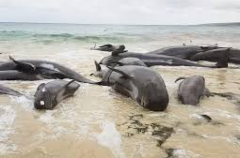 Puluhan paus pilot terdampar (Foto/Australian geographic)