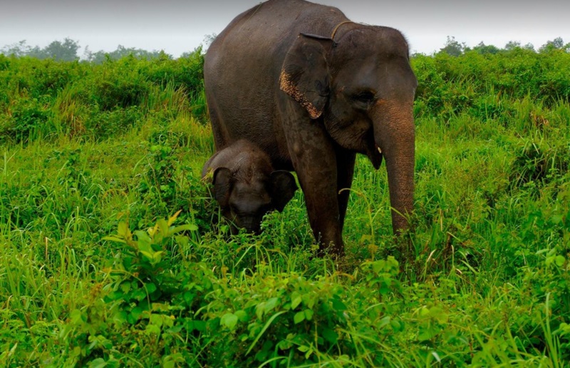 Ilustrasi gajah sumatera (Foto/Freepik)