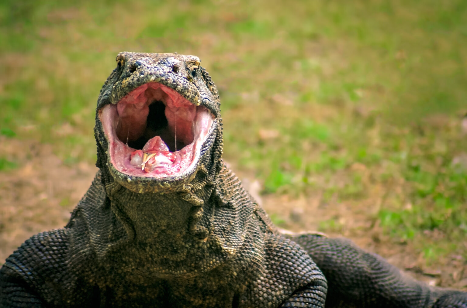 Biawak Komodomerupakan kadal terbesar yang ada di dunia. Reptil raksasa karnivora ini hidup alami di Taman Nasional Komodo. (Foto/tnkomodo)