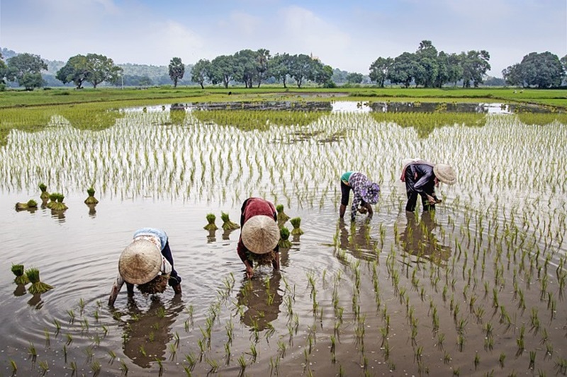 Petani tanam padi (Foto/Pixabay)