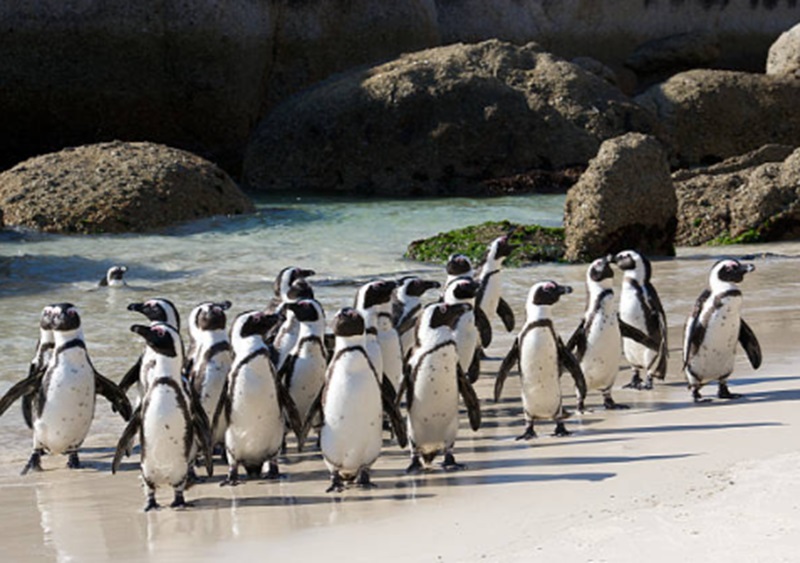Penguin Afrika terancam punah (Foto/Istock)