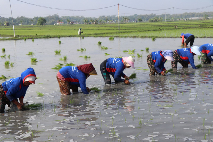 Gerakan tanam padi serentak yang diinisiatori Kementan di Jawa Timur. (Foto/Dok. Kementan)