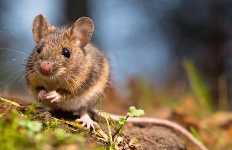 Tikus pembawa wabah pes (Foto/Kidpid)