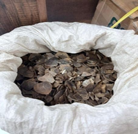 Barang bukti 22 kg sisik trenggiling diamankan di Medan, Sumut, Kamis (2/4/2026). (BeritaNasional/Kemenhut)
