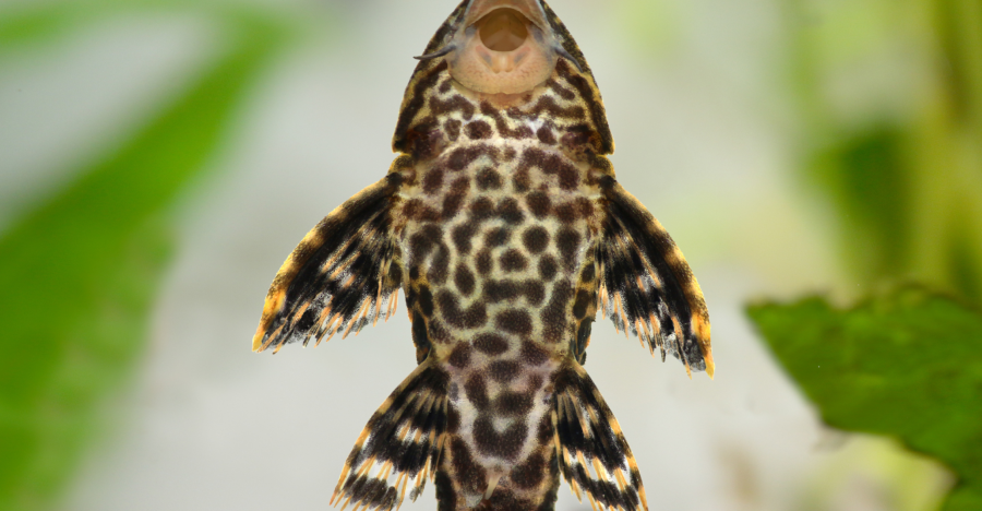 Ilustrasi ikan sapu-sapu. (Foto/doc. IPB)