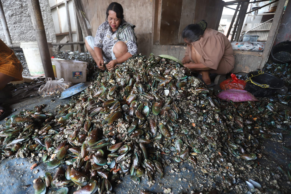 Nelayan merapikan kerang hijau usai dipanen dari Teluk Jakarta di Cilincing, Jakarta, Jumat(24/4/2026). (Beritanasional.com/Oke Atmaja)