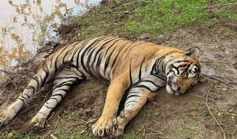 Ilustrasi harimau mati (Foto/Ranthambore national park)