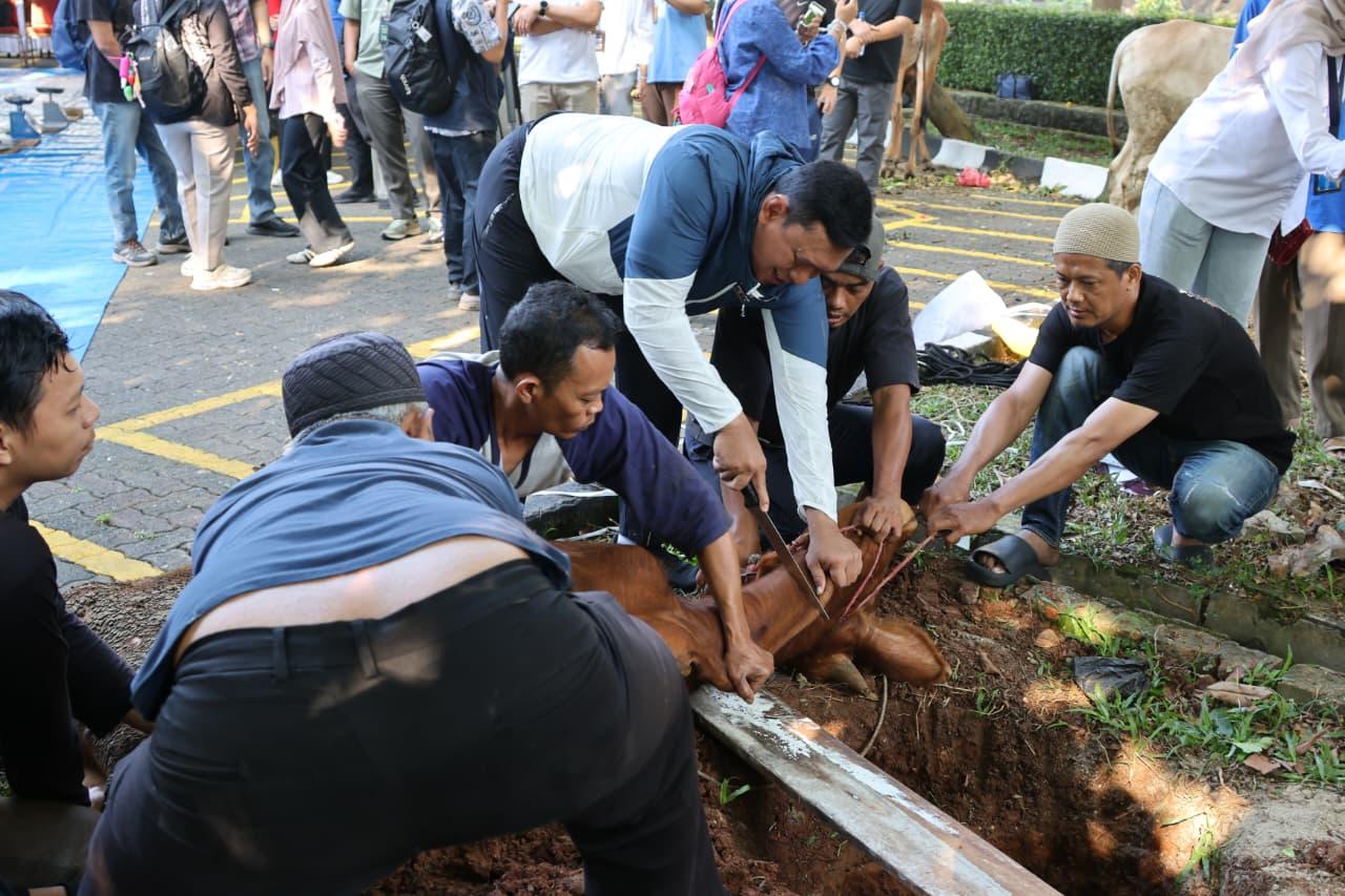 Direktur Utama Perum Bulog Ahmad Rizal Ramdhani bertindak langsung menjadi penyembelih hewan kurban. (BeritaNasional/Elvis Sendouw/HO Bulog)