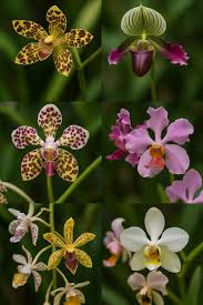 Salah satu flora anggrek khasi Indonesia. (BeritaNasional/IG)
