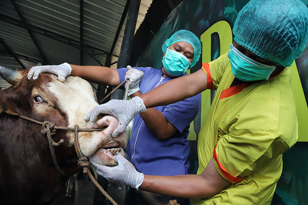 Petugas kesehatan hewan dari dinas pertanian memeriksa kesehatan sapi di CV Puput Bersaudara, Rangkapan Jaya, Depok, Jawa Barat, Selasa (19/5/2026). (BeritaNasional/Elvis Sendouw)