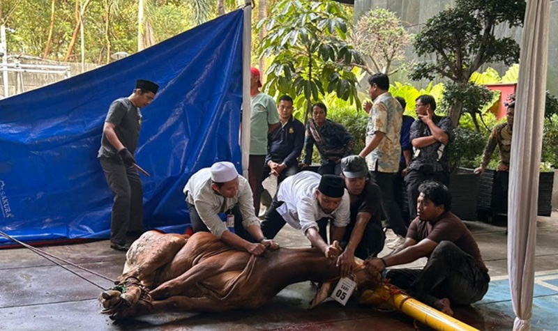 KPK laksanakan penyembelihan hewan kurban (Beritanasional/Panji)