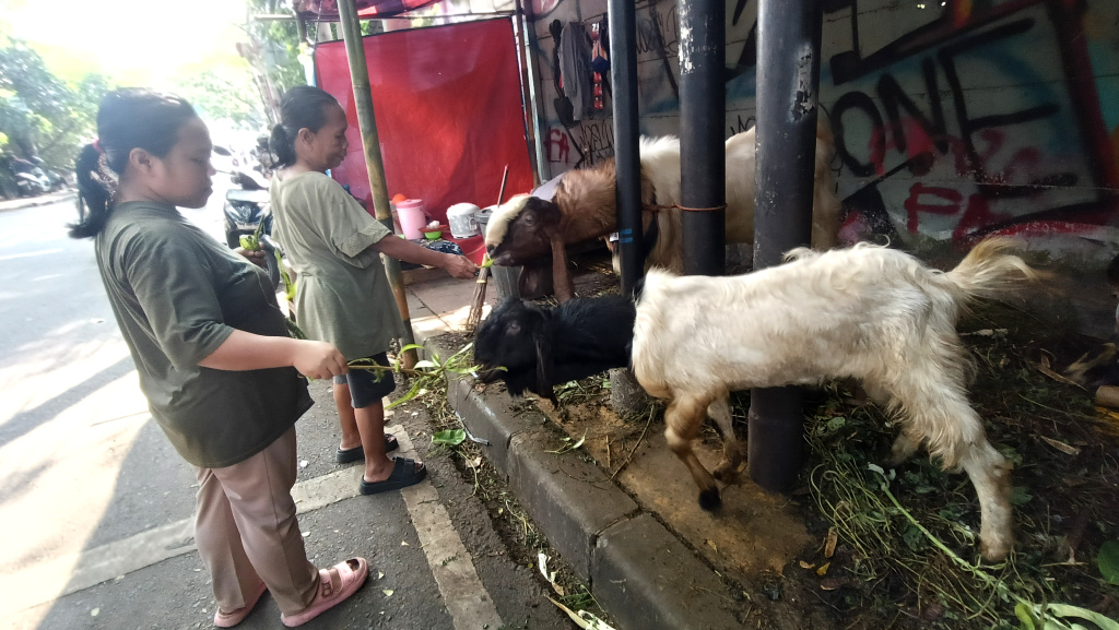 Warga melihat sapi yang dijual di lapak penjualan hewan kurban di atas trotoar kawasan Johar Baru, Jakarta, Senin (18/5/2026). (Beritanasioanal.com/Oke Atmaja)