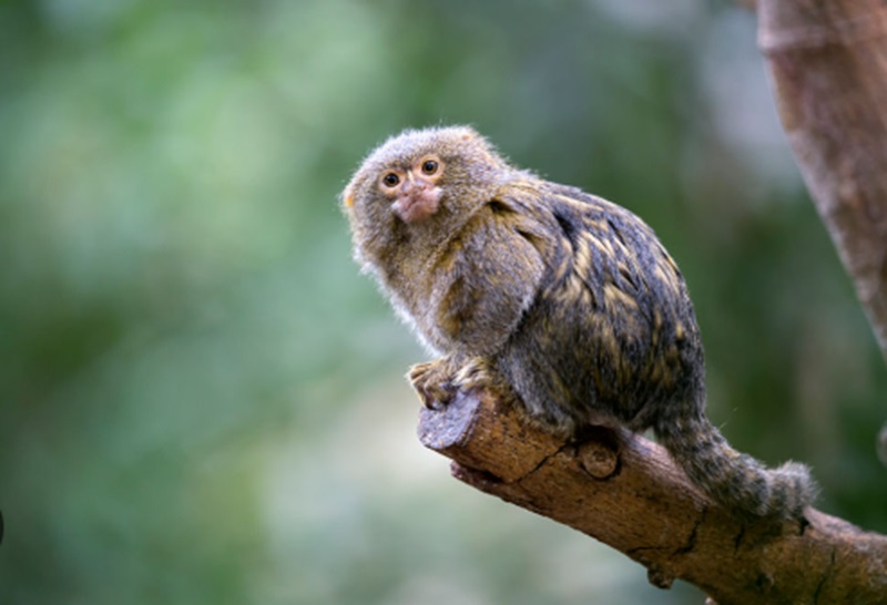 Ilustrasi penyelundupan marmoset (Foto/Pixabay)