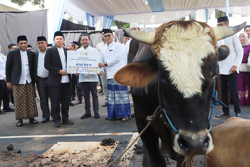 Pimpinan DPD RI serahkan sapi kurban Idul Adha 1447 Hijriah. (BeritaNasional/Elvis Sendouw)