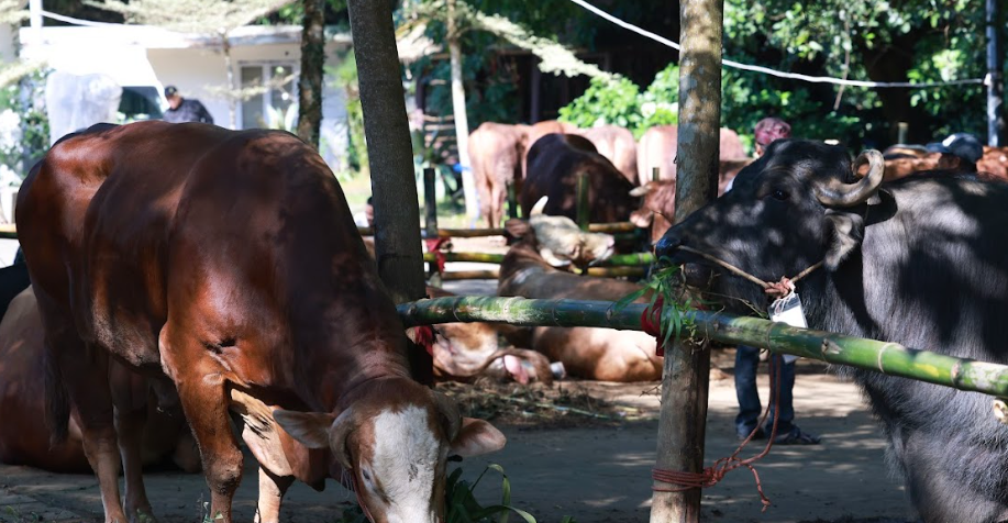 Sapi kurban Presiden Prabowo Subianto di Hambalang Jawa Barat. (BeritaNasional/istimewa)