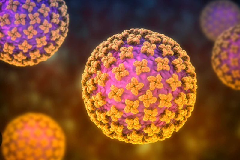 Hantavirus mulai menyebar (Foto/Gavi)