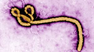 Ilustrasi virus Ebola. (Foto/CDC)