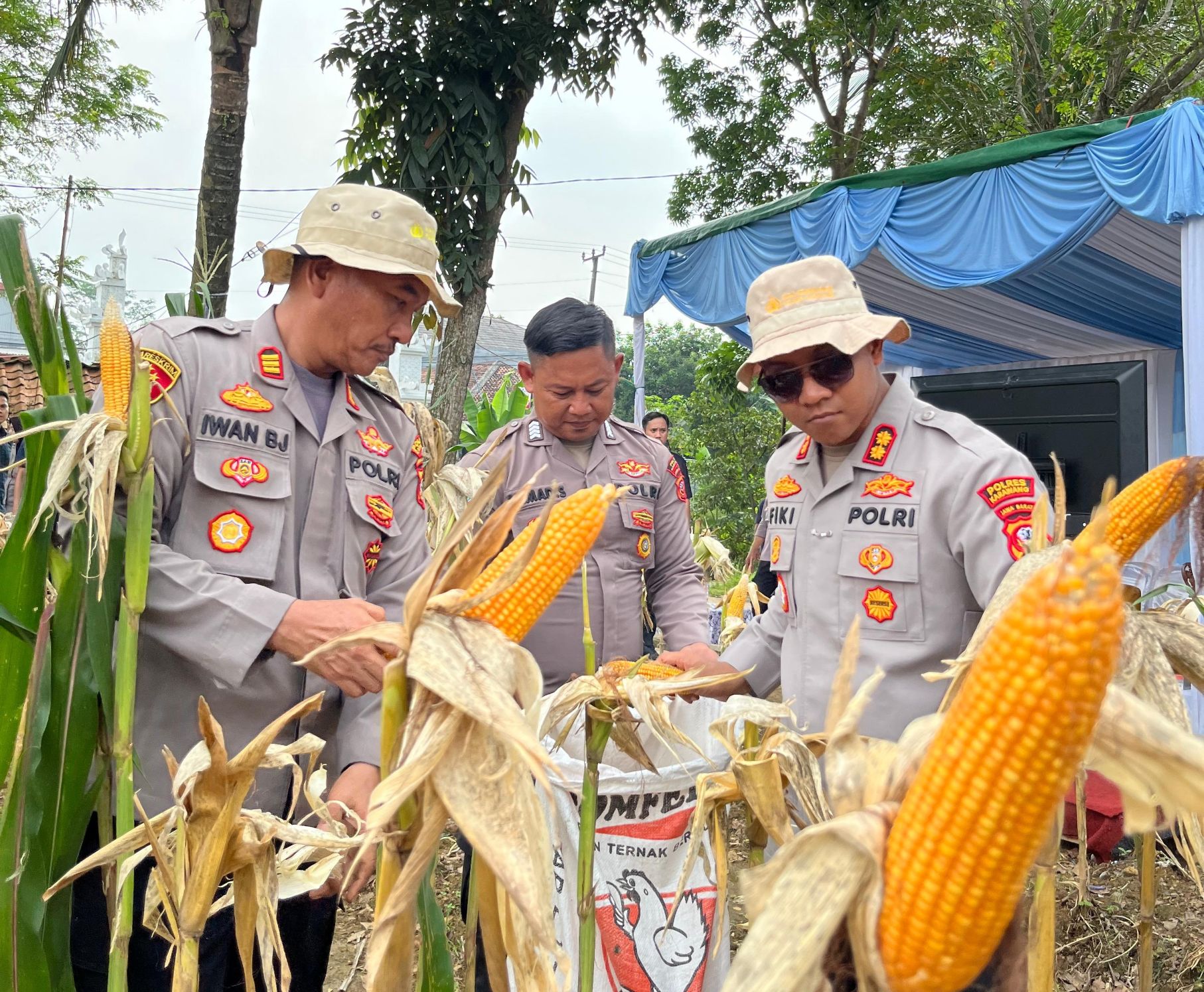 Polres Karawang bersama kelompok tani mengecek tanaman jagung hibrida tahap kedua di Dusun Krajan II, Karawang Timur, Karawang, Jawa Barat, Minggu (21/6/2026). (BeritaNasional/Humas Polri)