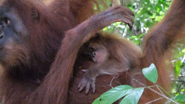 Badar, bayi orang utan yang lahir di Pusat Reintroduksi Orangutan Jantho di Cagar Alam (CA) Jantho, Kabupaten Aceh Besar sedang memeluk induknya, Bulan, Rabu (3/6/2026). (BeritaNasional/Kemenhut)
