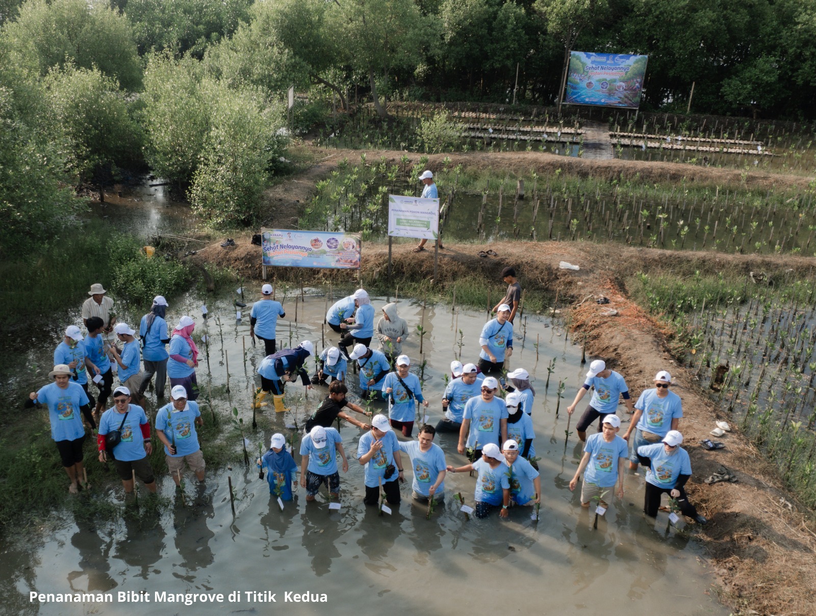 Kerapu Jabodetabek bersama IKA Undip DPC Tangerang tanam mangrove. (BeritaNasional/istimewa)