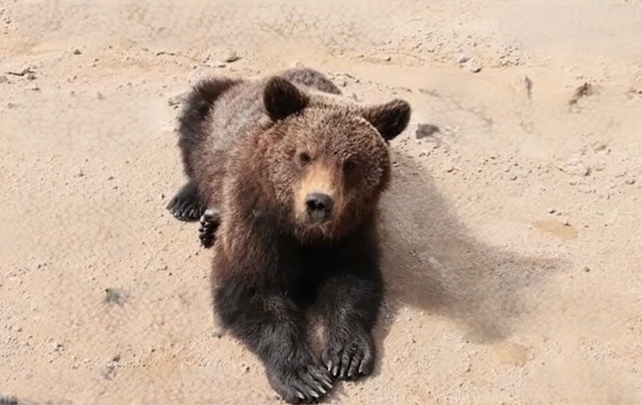 Anak beruang liar turun ke jalan untuk meminta makan pada pengemudi yang melintasi Magadan, Far East Rusia, Senin (8/6/2026). (BeritaNasional/Viory)