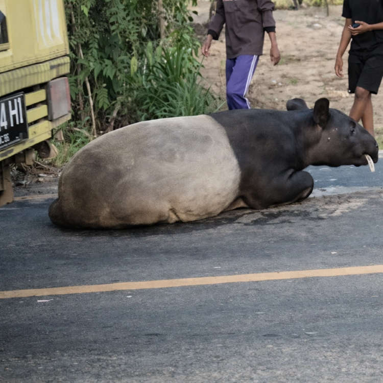 Ilustrasi hewan Tapir. (Foto/ist)