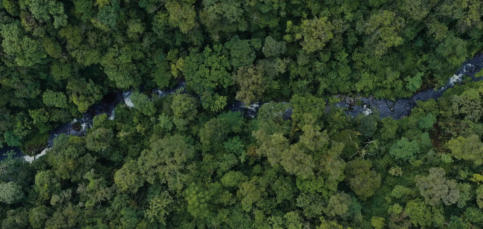 Ilustrasi hutan Indonesia. (Foto/Kemenhut)