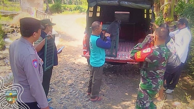 Kemenhut Terima Penyerahan Sukarela Lutung Jawa ‘Momon’ dari Warga Bondowoso. (Foto/Kemenhut)