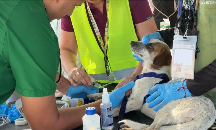 Anjing sedang diperiksa dokter hewan di Caracas, Venezuela, Selasa (30/6/2026). (BeritaNasional/Viory)
