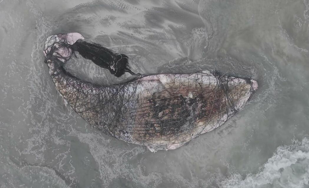 Paus bungkuk ditemukan mati di Chili dalam keadaan terlilit jaring ikan, Minggu (19/7/2026). (BeritaNasional/Viory)