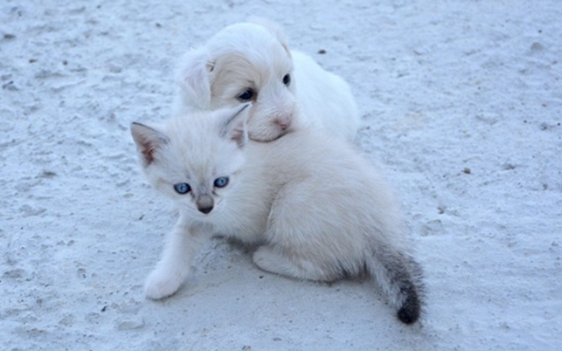 Kucing dan anjing diberi vaksin rabies (Foto/Pixabay)