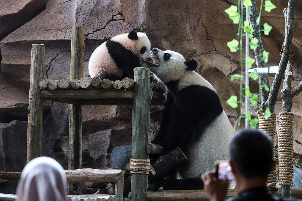 Anak giant panda yang baru lahir 6 bulan lalu mulai diperkenalkan ke pengunjung TSI. (BeritaNasional/Elvis Sendouw)