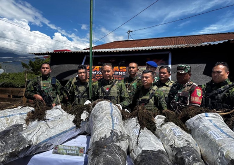 OPM paksa rakyat tanam ganja (Beritanasional/Bachtiar)