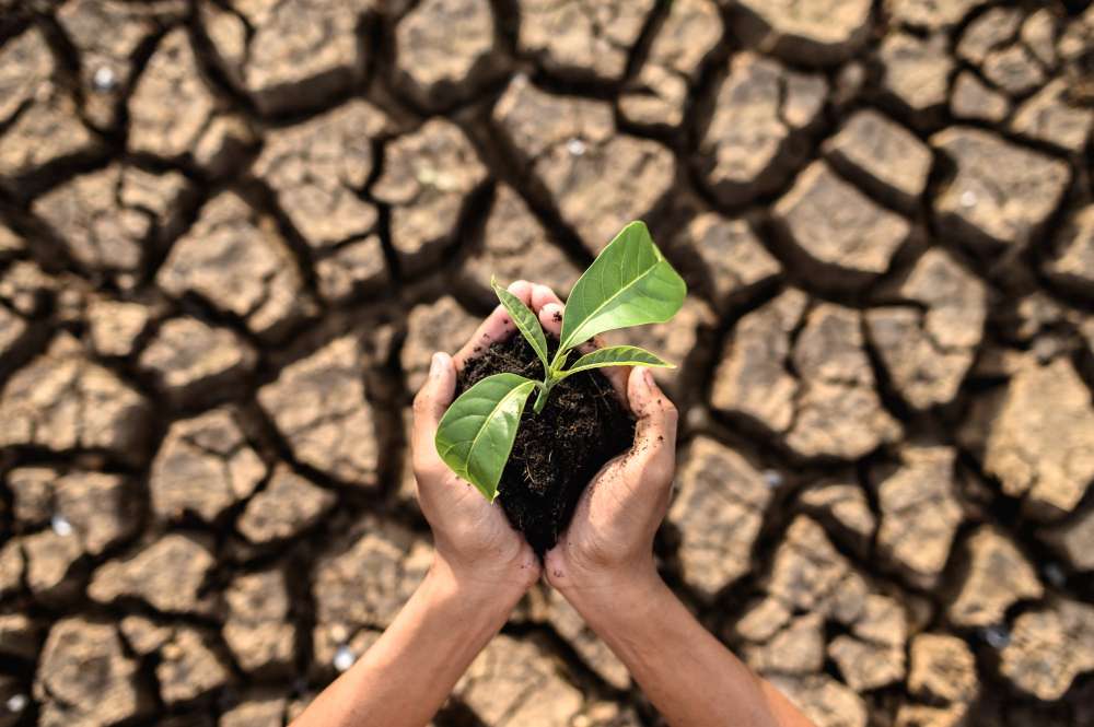 Ilustrasi El Nino. (Foto/Magnific)
