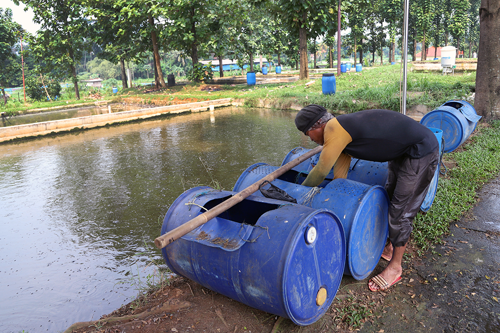 Pembudidaya ikan lele memanen hasil budidaya lele di Sawangan. (BeritaNasional/Elvis Sendouw)