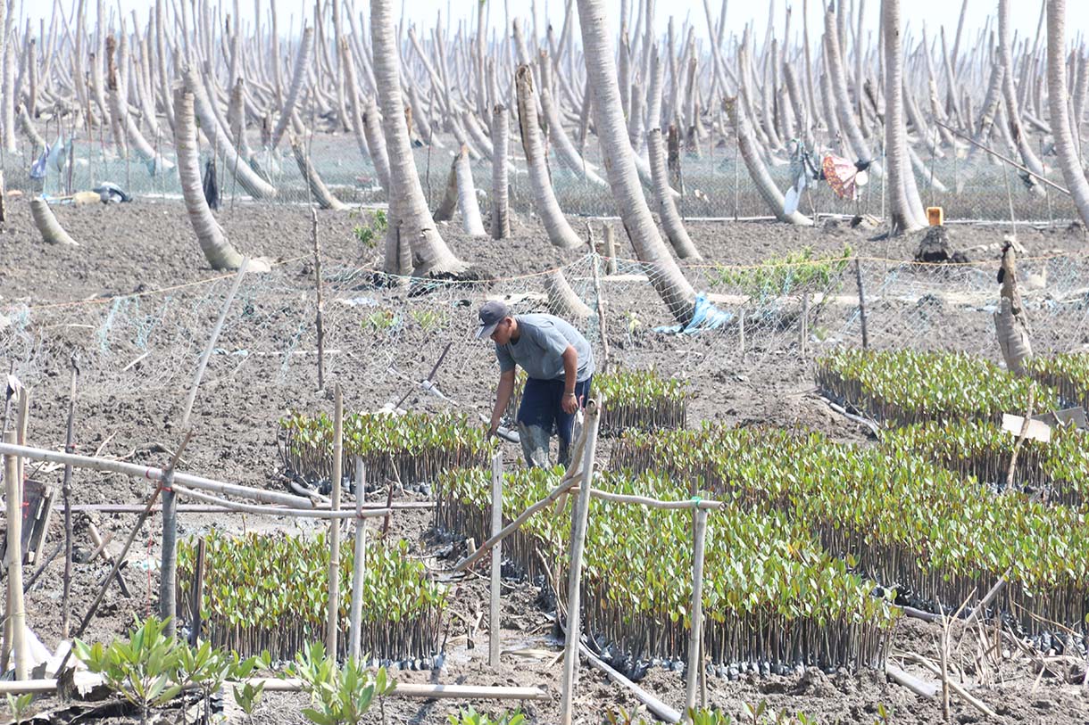Warga Kuala Selat, Indragiri Hilir, Riau, merawat bibit mangrove di sekitar kebun kelapa yang rusak akibat abrasi laut, Kamis (25/9/2025).  (Beritanasional.com/Oke Atmaja)