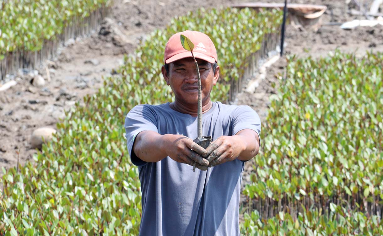 Warga Kuala Selat, Indragiri Hilir, Riau, merawat bibit mangrove di sekitar kebun kelapa yang rusak akibat abrasi laut, Kamis (25/9/2025).  (Beritanasional.com/Oke Atmaja)