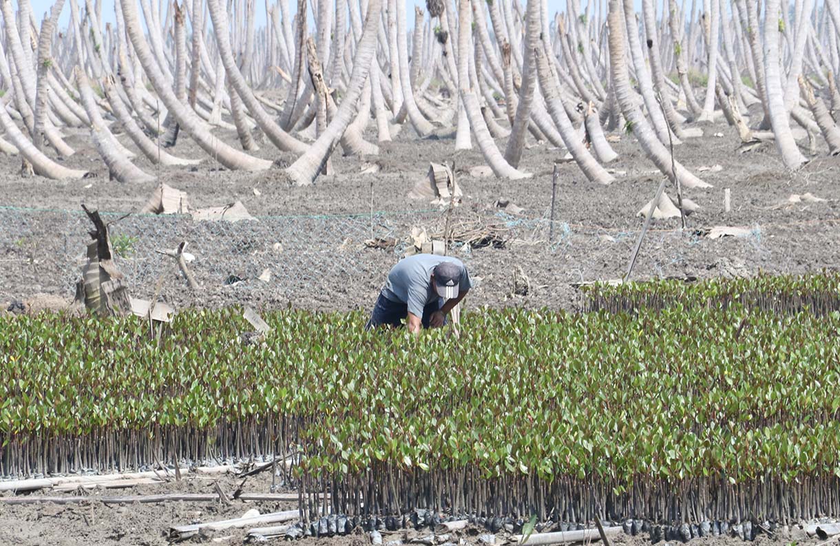 Warga Kuala Selat, Indragiri Hilir, Riau, merawat bibit mangrove di sekitar kebun kelapa yang rusak akibat abrasi laut, Kamis (25/9/2025).  (Beritanasional.com/Oke Atmaja)