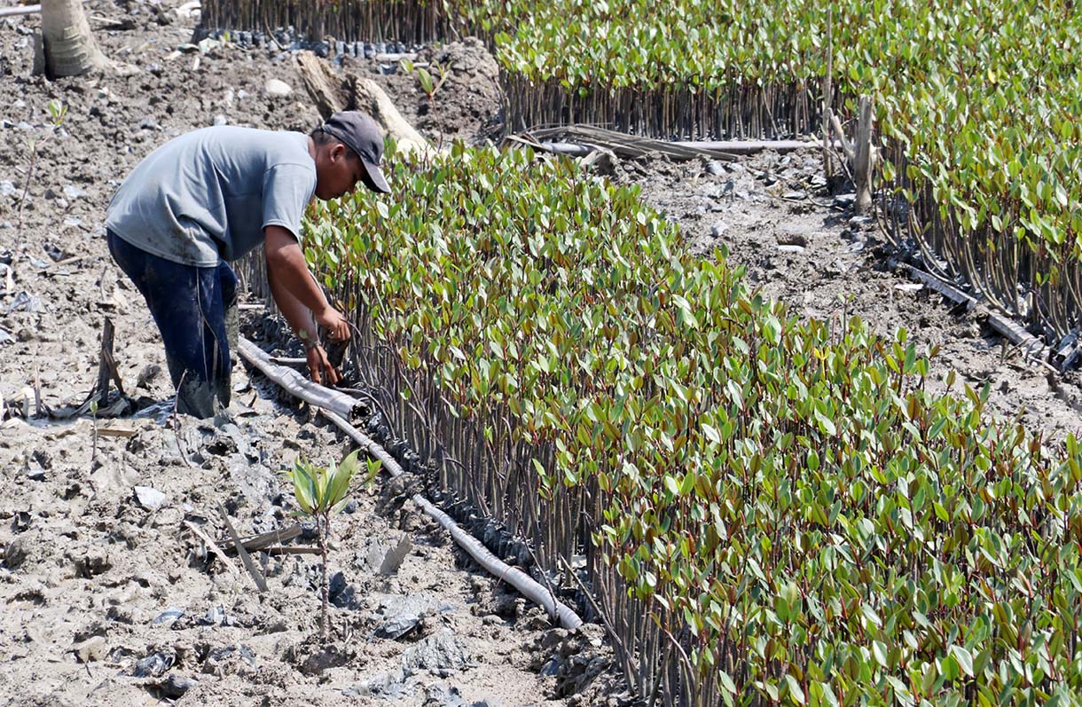 Warga Kuala Selat, Indragiri Hilir, Riau, merawat bibit mangrove di sekitar kebun kelapa yang rusak akibat abrasi laut, Kamis (25/9/2025).  (Beritanasional.com/Oke Atmaja)