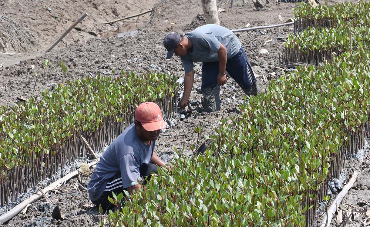 Warga Kuala Selat, Indragiri Hilir, Riau, merawat bibit mangrove di sekitar kebun kelapa yang rusak akibat abrasi laut, Kamis (25/9/2025).  (Beritanasional.com/Oke Atmaja)