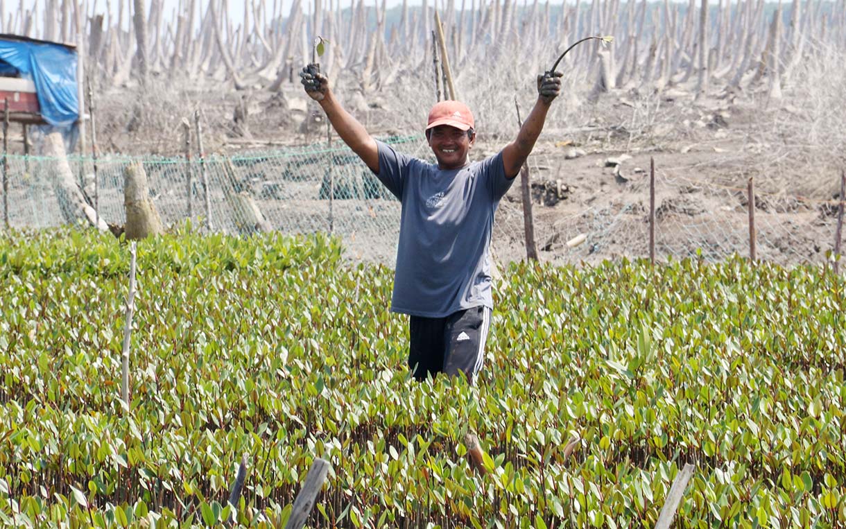 Warga Kuala Selat, Indragiri Hilir, Riau, merawat bibit mangrove di sekitar kebun kelapa yang rusak akibat abrasi laut, Kamis (25/9/2025).  (Beritanasional.com/Oke Atmaja)