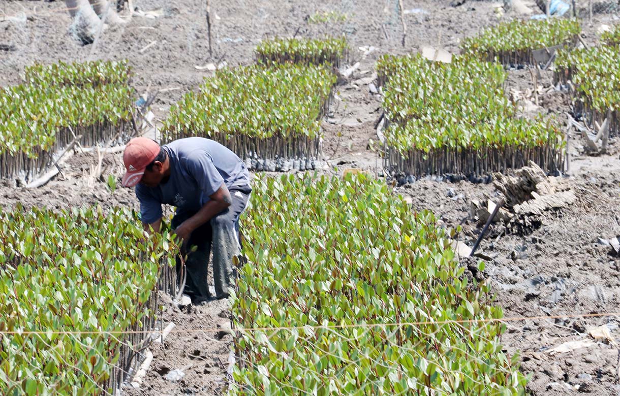 Warga Kuala Selat, Indragiri Hilir, Riau, merawat bibit mangrove di sekitar kebun kelapa yang rusak akibat abrasi laut, Kamis (25/9/2025).  (Beritanasional.com/Oke Atmaja)