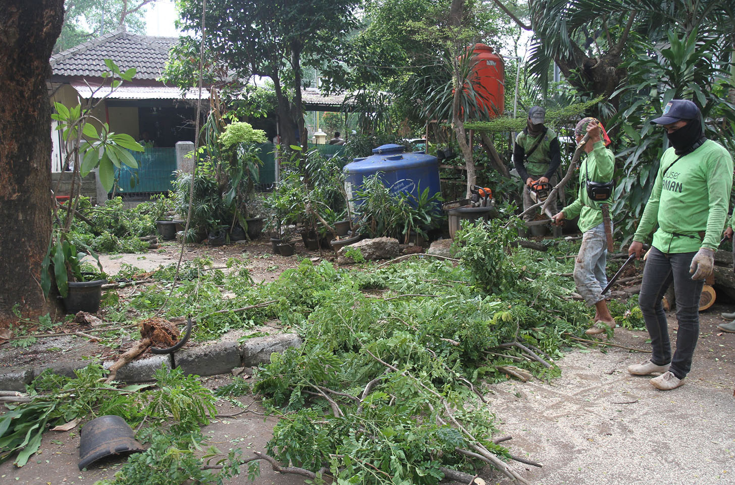 Petugas Dinas Pertamanan dan Pemakaman DKI Jakarta melakukan penebangan pohon yang berada di Kawasan Kuningan, Jakarta, Selasa (11/6/2024).  (BeritaNasional.Com/Oke Atmaja)