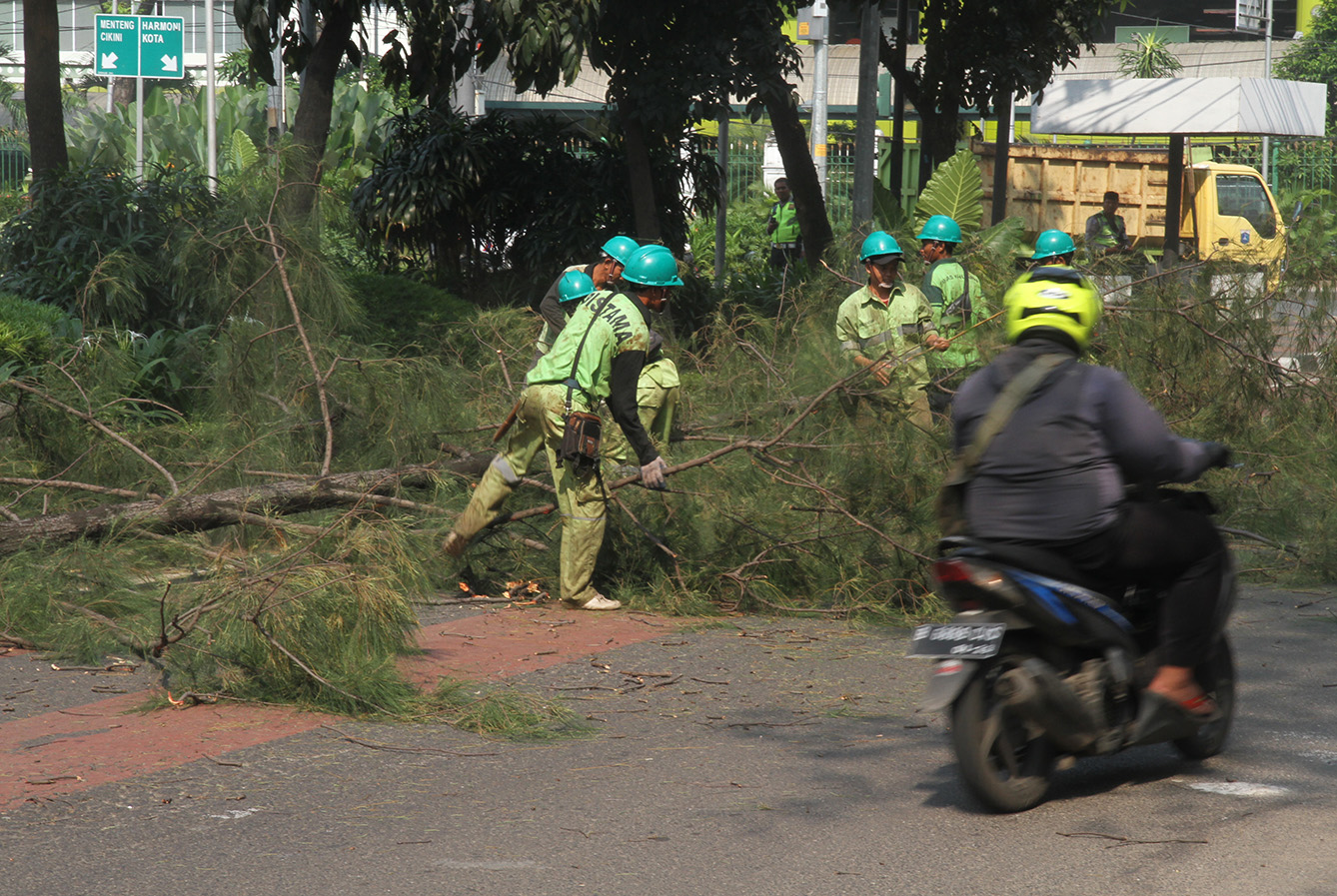 Pekerja memotong pohon di Jalan Merdeka Timur, Gambir, Jakarta, Senin (15/7/2024). (BeritaNasional.com/Oke Atmaja)