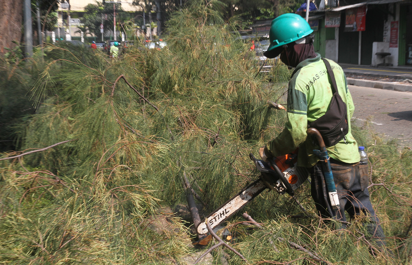 Pekerja memotong pohon di Jalan Merdeka Timur, Gambir, Jakarta, Senin (15/7/2024). (BeritaNasional.com/Oke Atmaja)