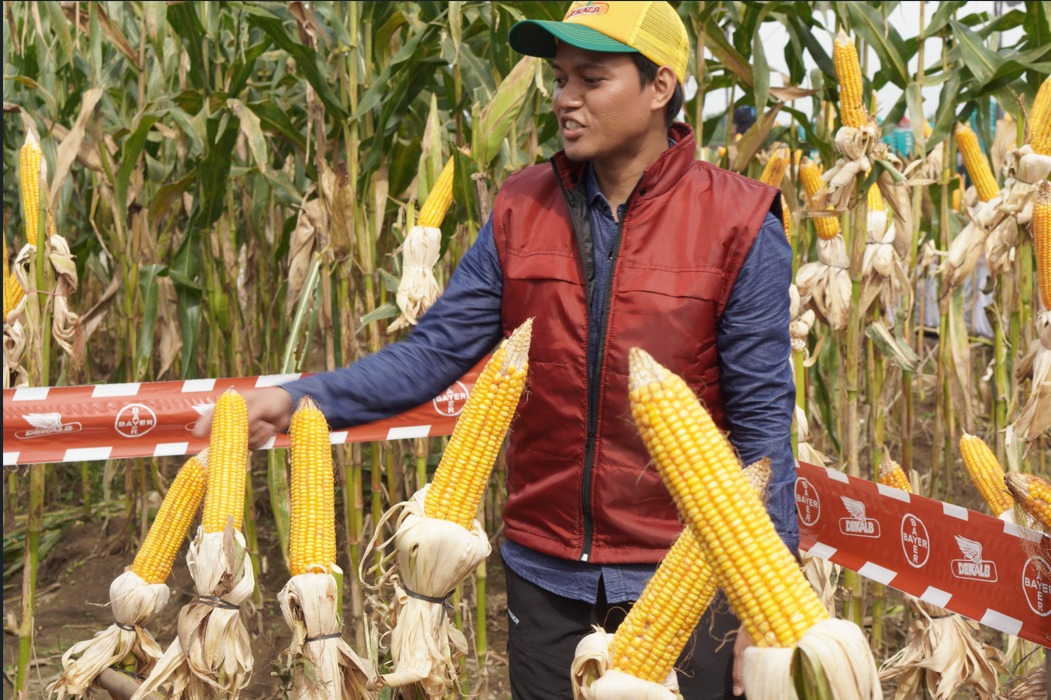 Petani panen jagung (Foto/Ist)