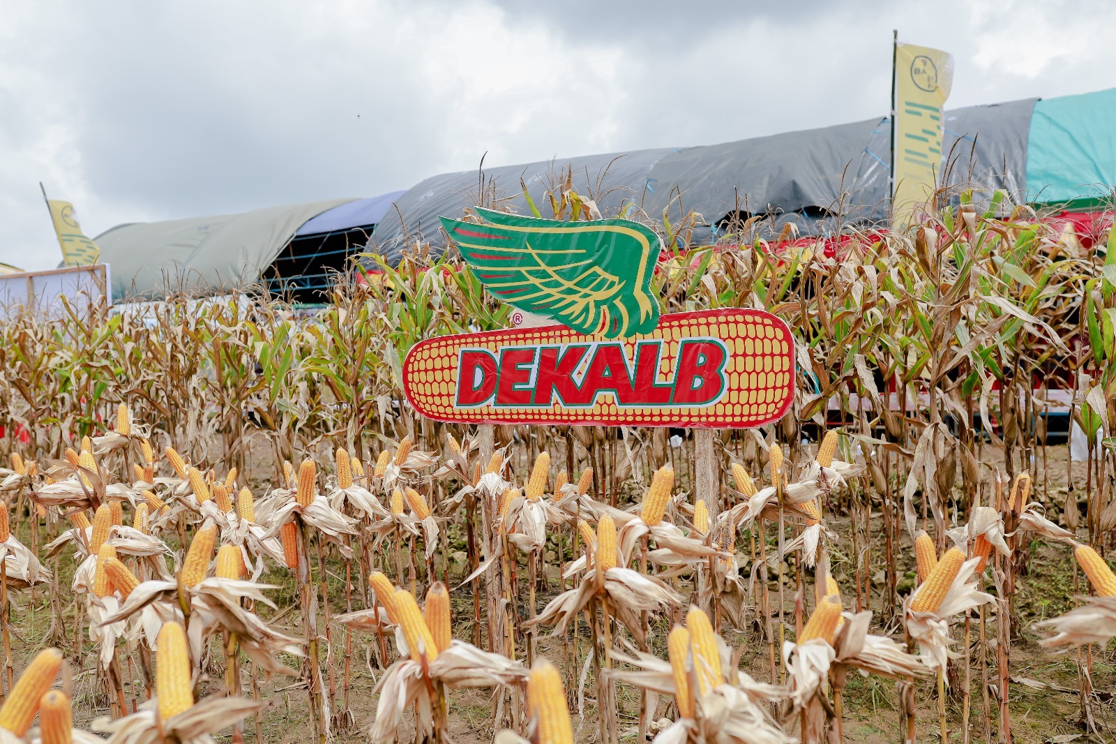 Mateus Barros, Cluster Lead East Asia & Pakistan Bayer Crop Science; Yuchen Li, Country Commercial Lead Bayer Crop Science Indonesia dan Malaysia bersama petani SOBAT Bayer dan Dekalb Ambassador di Bayer JUARA, di Klaten, Jawa Tengah.  Bayer JUARA sebagai pusat Riset Pengembangan R&D Bayer Crop Science terbesar ke-2 di Asia Pasifik  memberikan pendampingan budi daya pertanian dan penanganan hama penyakit tanaman untuk meningkatkan kualitas hasil dan produktivitas petani jagung. (BeritaNasional/Elvis/HO)