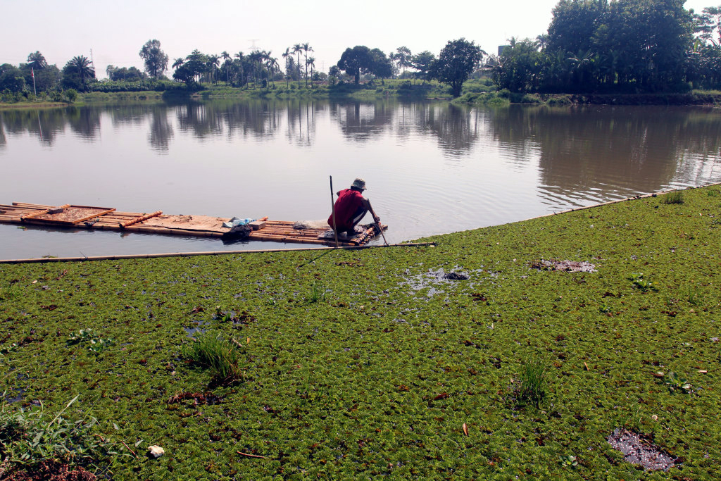 Bersihkan Gulma Eceng Gondok di Setu Sawangan Tumbuhan air gulma eceng gondok yang dianggap menggangu. (BeritaNasional/Elvis Sendouw)